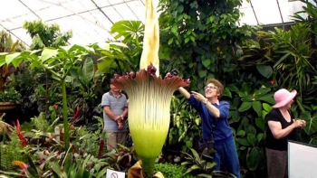 Bông hoa lớn nhất thế giới lần đầu tiên nở trong môi trường phi tự nhiên