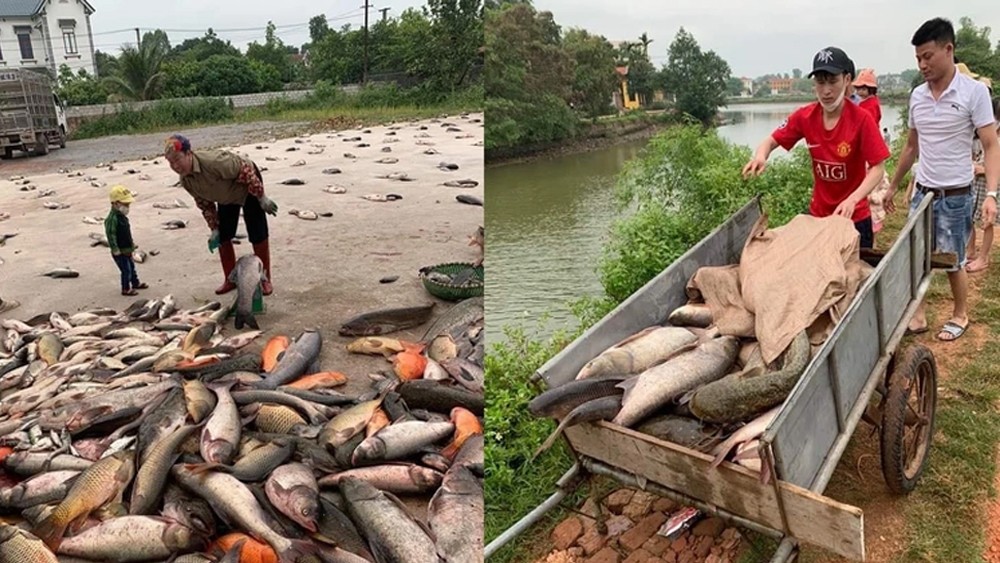 &quot;Phiên chợ&quot; lạ bán cá không cần cân ở Bắc Giang