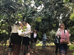 Sinh viên Lào và Campuchia hào hứng trải nghiệm miệt vườn Bình Phước