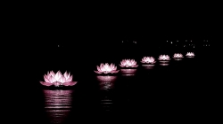 Chiêm ngưỡng 7 đài hoa sen hồng trên dòng Hương kính mừng Đại lễ Phật Đản