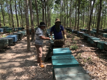 Bộ Thương mại Mỹ sử dụng chi phí ở Ấn Độ làm cơ sở để so sánh với giá xuất khẩu mật ong của Việt Nam