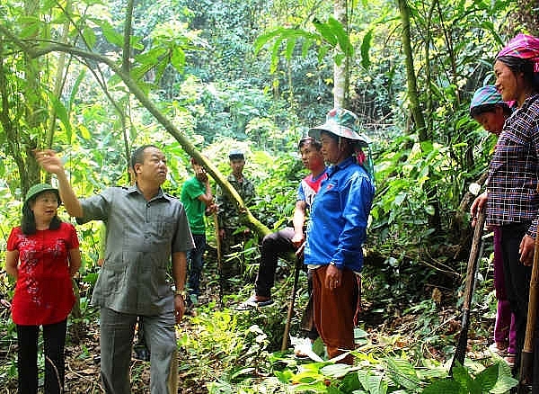 Mường Nhé (Điện Biên): Dân giàu từ những cánh rừng