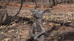 Gần nửa tỷ động vật bị thiêu sống trong vụ cháy rừng thảm khốc ở Australia
