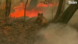 Video: Gấu Koala, Kangaroo thoi thóp trong biển lửa cháy rừng ở Australia