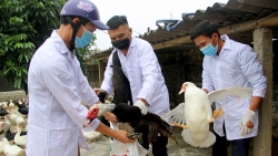 Nghệ An: Phát hiện đàn gia cầm nhiễm cúm A/H5N6 có thể lây sang người