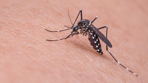 Singapore cảnh báo về dịch sốt xuất huyết giữa tâm dịch Covid-19