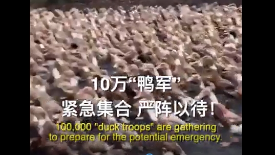Video: Trung Quốc cho hàng trăm nghìn con vịt đối phó với 400 tỷ con châu chấu
