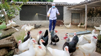 hai phong tieu huy hon 3700 con gia cam nhiem virus cum ah5n6