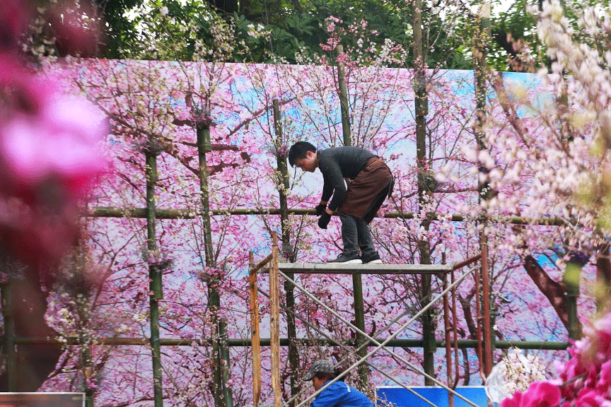 20000 canh hoa anh dao khoe sac tinh khoi giua tiet troi xuan ha noi