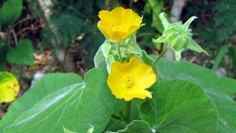 bai thuoc nam don gian dieu tri sot xuat huyet