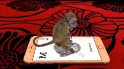 Dùng Animal 4D tạo con vật trên màn hình điện thoại như thế nào?