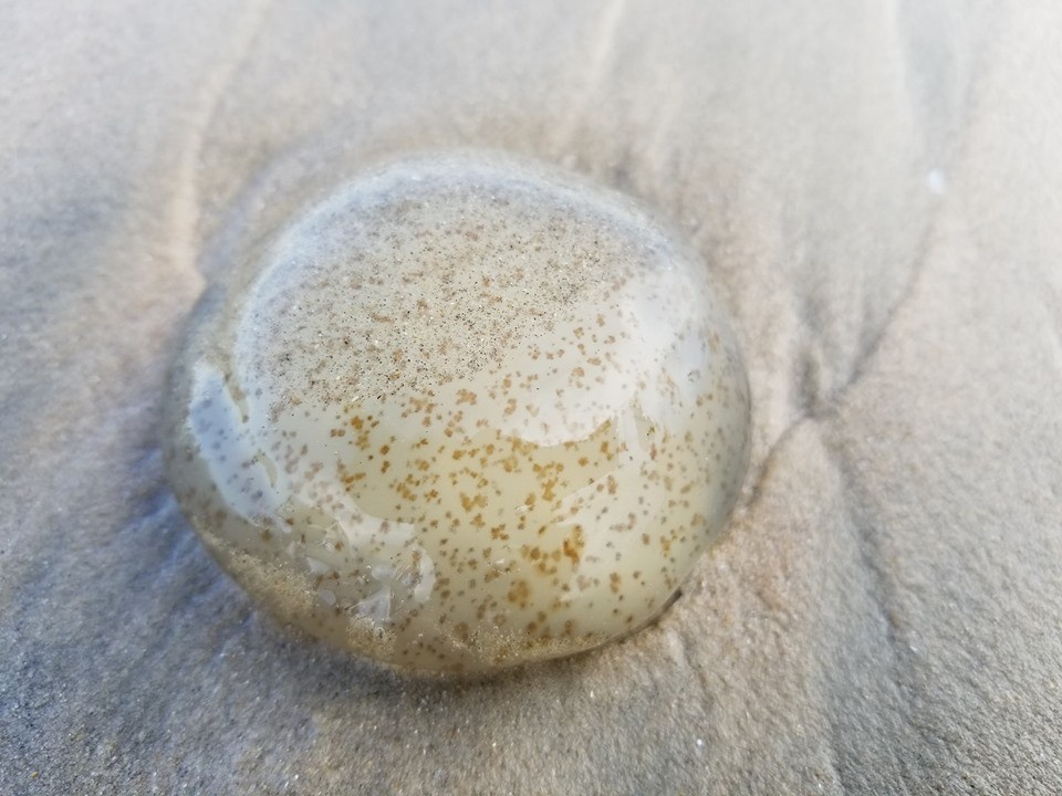 ha noi nam thanh nien bi hoai tu da vi bong sua lua