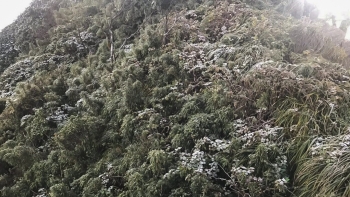 dinh fansipan suong muoi phu trang canh cay ngon co