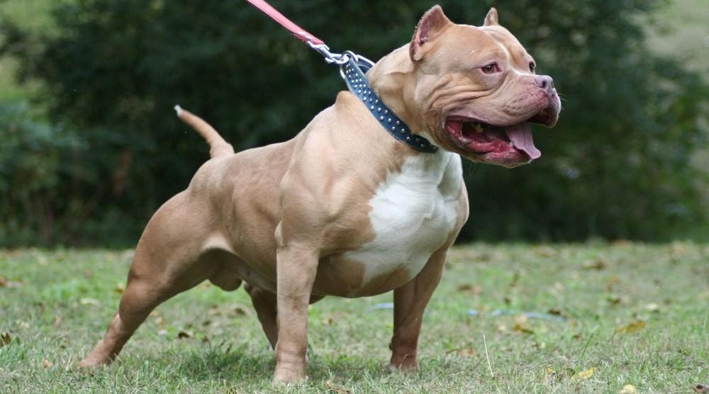 thai nguyen be 4 tuoi bi cho pitbull can dut khi quan