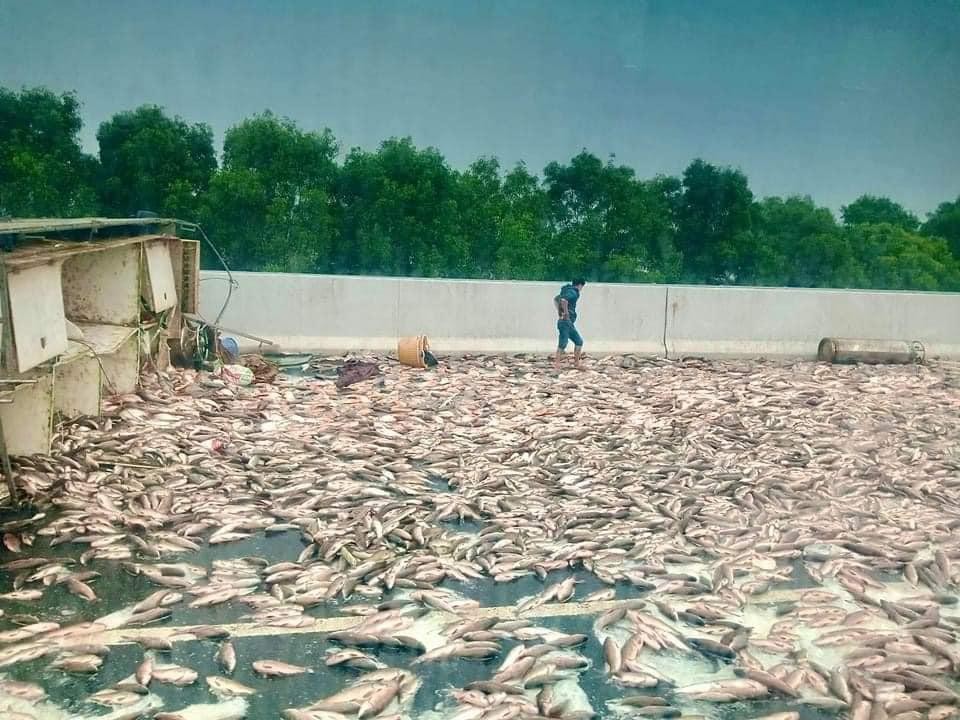 Toàn cảnh xe tải chở hàng tấn cá lật trên cao tốc