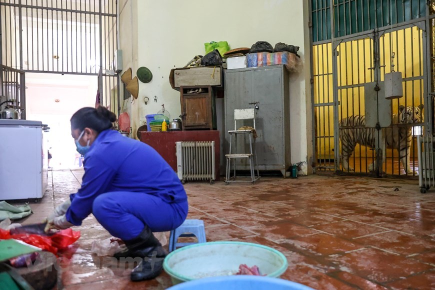 Một ngày của những người chăm sóc 'ông ba mươi' ở vườn thú Hà Nội