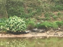 Phát hiện thi thể nam giới đang phân hủy trên sông Nhuệ