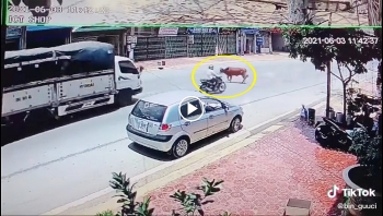 hiem hoa khon luong khi de trau bo chay dang qua duong