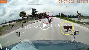 Tài xế container đánh lái suýt đâm vào xe máy vì tránh 2 con bò sang đường