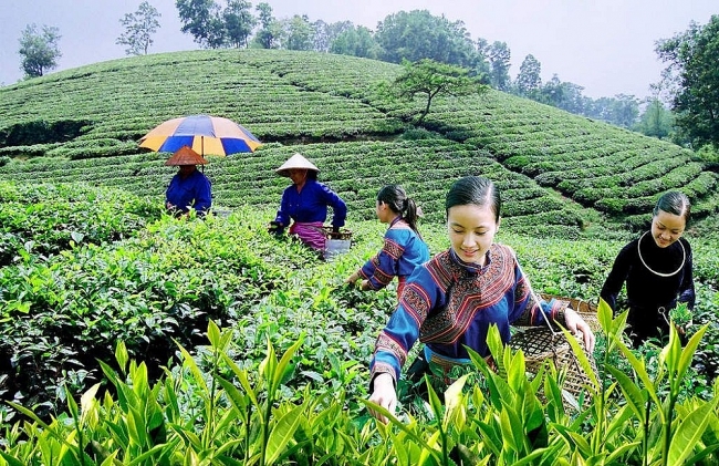 Điều lệ Liên minh Hợp tác xã Việt Nam