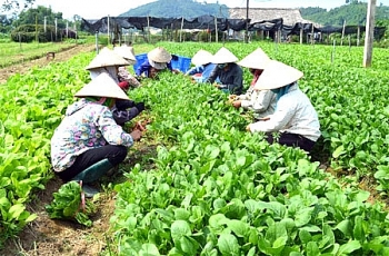 tong ket 10 nam thi hanh luat hop tac xa nam 2012