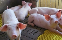 Giá thịt lợn hôm nay 7/12: Tăng vượt mức 80.000 đồng/kg