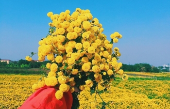 Ngắm cánh đồng cúc tiến vua rực vàng đón Tết