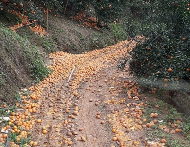 hon 8000 tan cam rung day duong o ha giang