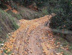 Hơn 8.000 tấn cam rụng đầy đường ở Hà Giang