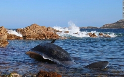 Xác cá voi mang thai chứa 22 kg rác thải nhựa