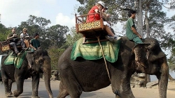 Campuchia cấm du khách cưỡi voi ở Angkor Wat từ 2020