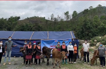 World Vision trao tặng bò sinh sản cho hội viên phụ nữ huyện nghèo biên giới của tỉnh Điện Biên