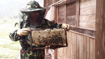 Mang “Vàng” từ rừng về nhà