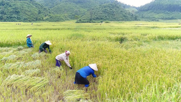 Nậm Pồ - mùa gặt vùng biên