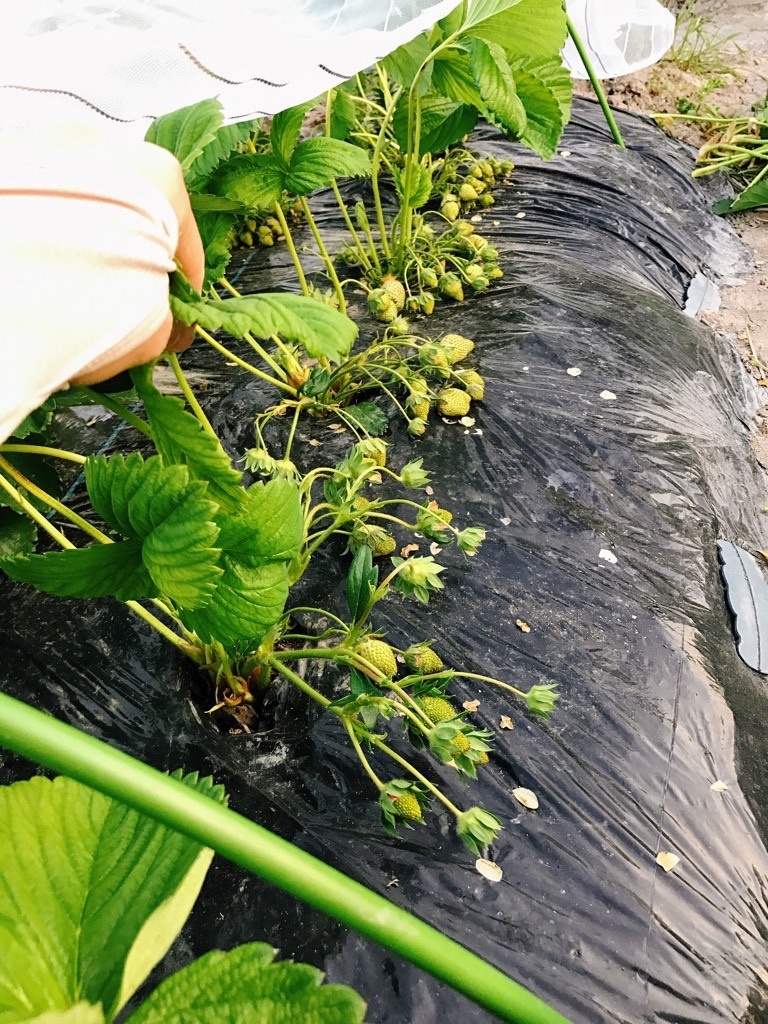 Vườn dâu tây đỏ mọng trĩu trịt quả trong vườn nhà nàng dâu Việt ở Nhật