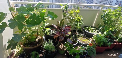 Ban công nhỏ trên tầng 15 vẫn trồng đủ loại rau quả sạch ai ngắm cũng mê