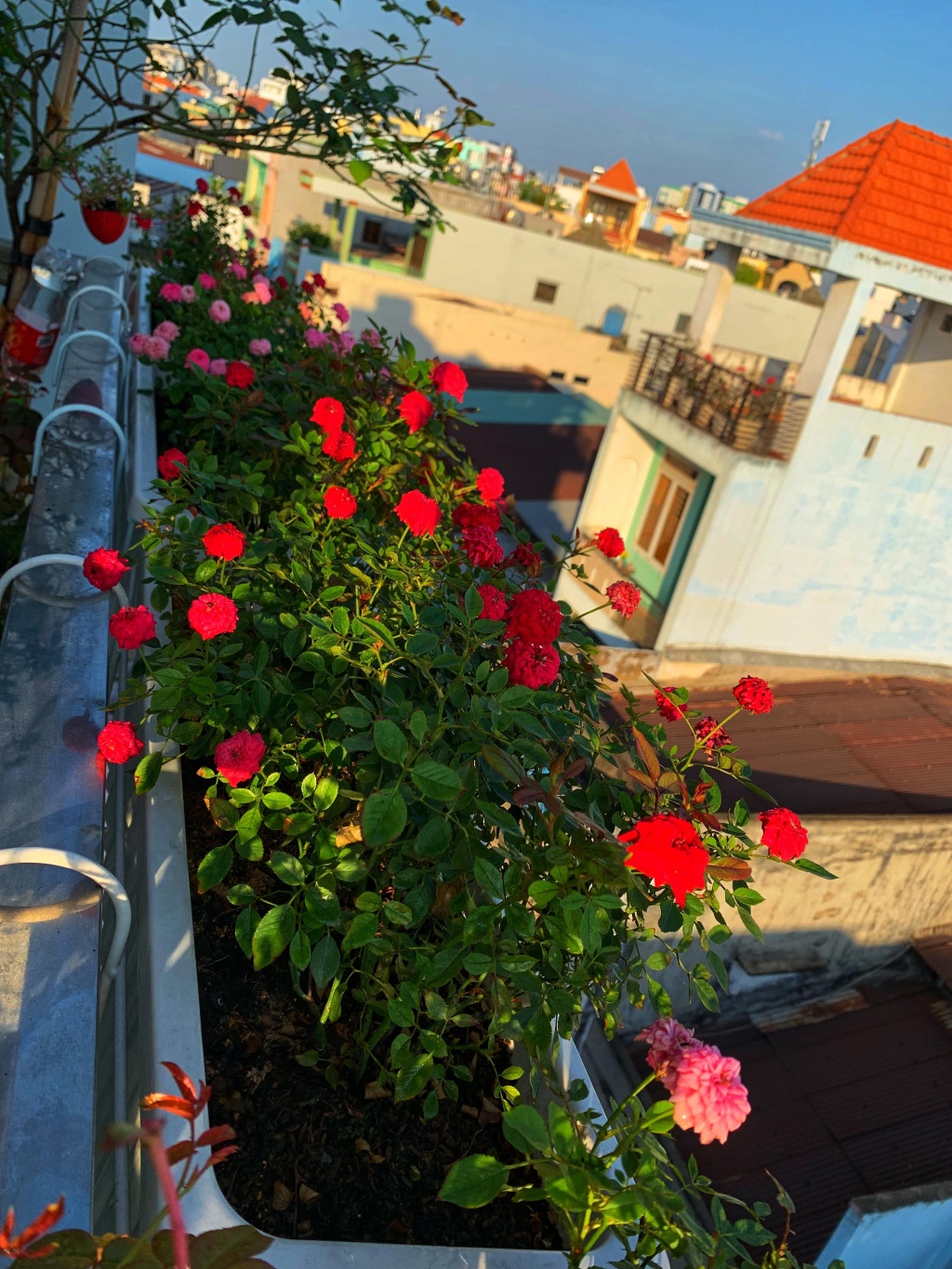 Hoa hồng là loại hoa được yêu thích nhất và được trồng nhiều nhất trên ban công. Hãy ngắm nhìn những bông hoa hồng đầy lãng mạn và phát triển mạnh mẽ trên không gian sống của bạn.
