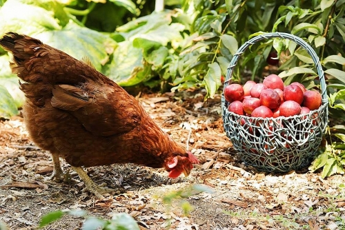 Cô gái xinh đẹp chẳng màng đến cuộc sống phố thị, tìm niềm vui với việc nuôi gà trồng cây