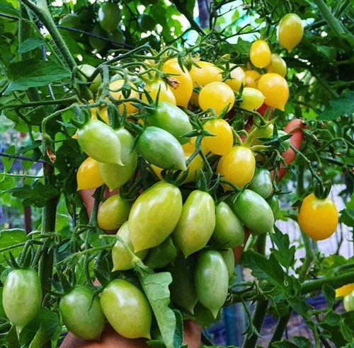 Khu vườn siêu dễ thương với đủ sắc màu rau củ quả organic của mẹ đơn thân cùng hai con trai