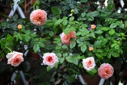 Lối vào nhà đẹp như mơ với hoa hồng rực rỡ trong sắc nắng Sài Gòn