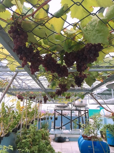 Sân thượng 20m2 "gây nghiện" với giàn nho trĩu quả cùng hoa lá rực rỡ của chàng sinh viên năm nhất