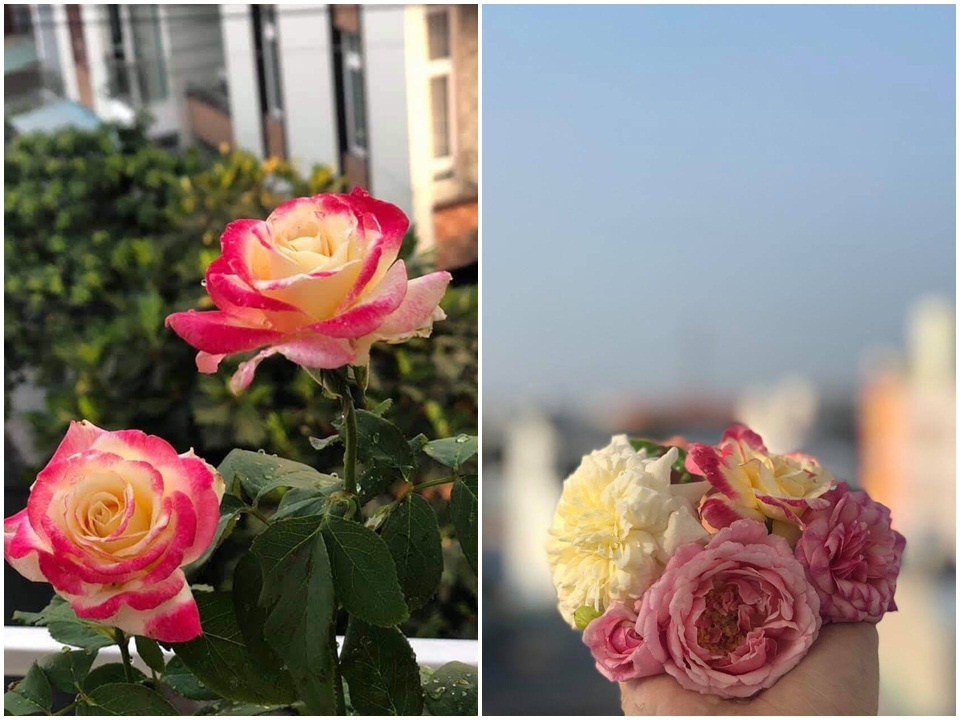 Sân thượng 50m2 phủ kín hoa hồng của mẹ 8X giúp con sống gần hơn với thiên nhiên ở TP HCM
