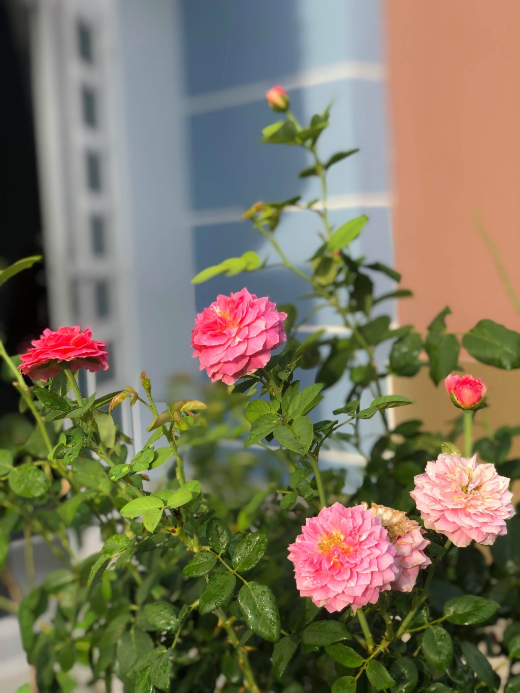 Sân thượng 50m2 phủ kín hoa hồng của mẹ 8X giúp con sống gần hơn với thiên nhiên ở TP HCM