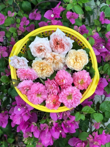 Sân thượng 50m2 phủ kín hoa hồng của mẹ 8X giúp con sống gần hơn với thiên nhiên ở TP HCM