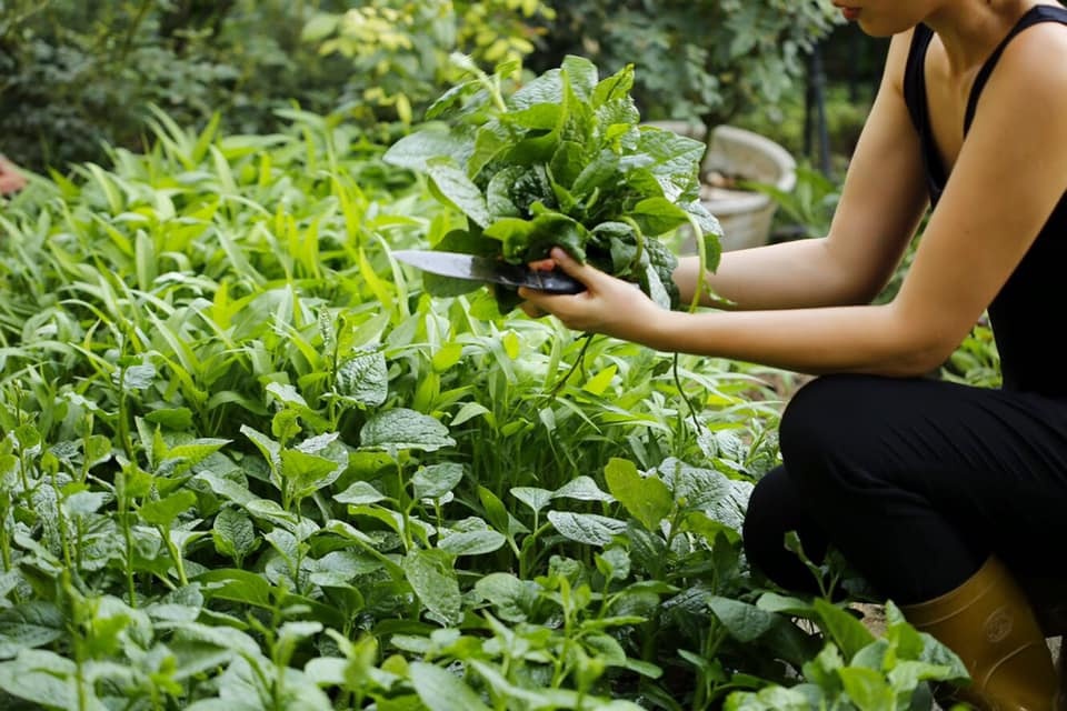 goc vuon binh yen voi rau sach va hoa hong cua ba me ha noi dam me lam banh