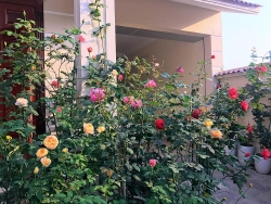 Khoảng sân nhà ngát hương hoa hồng của người phụ nữ xinh đẹp ở Hòa Bình