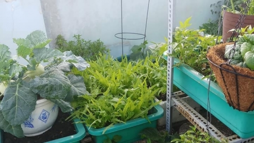 Sân thượng 30m2 biến thành vườn rau sạch tốt tươi của nữ dược sĩ ở TP. HCM