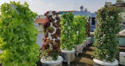 Chàng trai trẻ thu hoạch hàng tạ rau nhờ thiết kế trụ trồng theo mô hình khí canh ở Sài Gòn