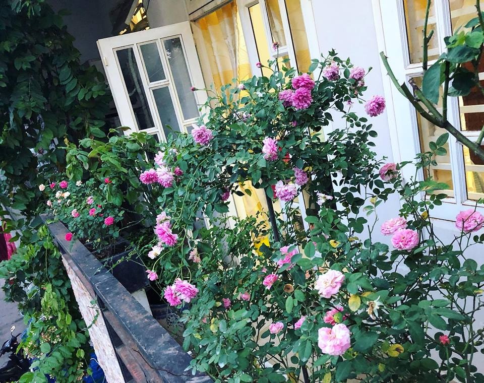Ban công ít nắng vẫn thơm hương hoa hồng trong ngôi nhà phố của mẹ ...