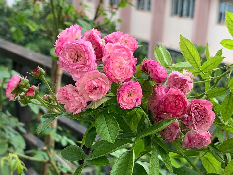 Ban công ít nắng vẫn thơm hương hoa hồng trong ngôi nhà phố của mẹ ...